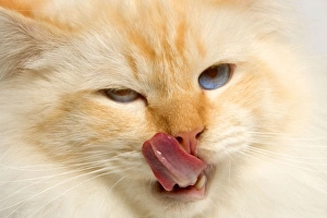 Images Dated 25th September 2005: Cat - Birman licking lips