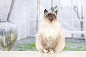Images Dated 21st January 2012: Cat - Birman - licking lips