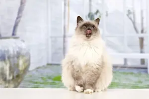 Cat - Birman - licking lips