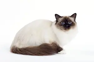 Cat - Birman - lying down