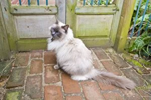 Cat - Birman - sitting by garden gate
