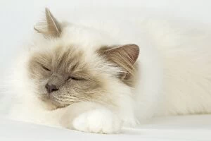 Cat - Birman. sleeping