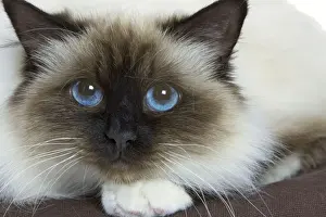 Cat - Birman - in studio