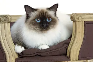 Chairs Prints: Cat - Birman - in studio