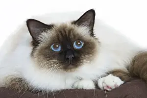 Cat - Birman - in studio