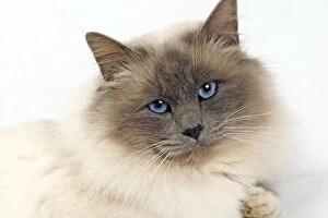 Images Dated 17th May 2011: Cat - Birman in studio
