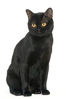 Images Dated 24th September 2005: Cat - Black Bombay sitting down