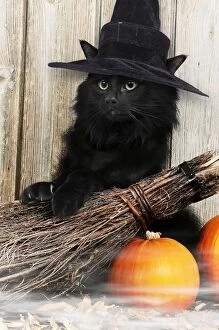CAT - Black Cat