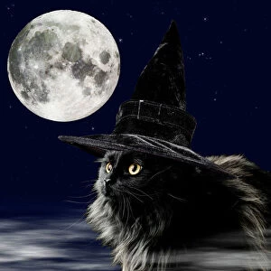 Hats Gallery: CAT - Black Cat