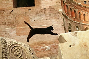 Cat - black cat jumping