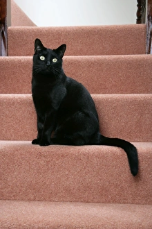 Images Dated 4th January 2008: CAT. black cat on stairs
