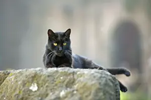 Stone Walls Prints: Cat - Black cat on stone wall - pyramid of Caius Cestius - Rome - Italy
