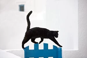 Stray Gallery: Cat - black cat walking along wall - Stray