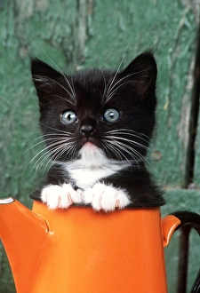 CAT - Black KITTEN in orange jug