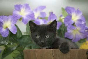 Barrel Gallery: Cat - Black Kitten sitting in wood barrel, curious