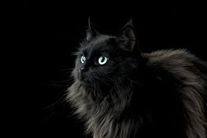 Images Dated 28th June 2012: CAT - Black long haired cat