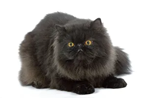 Images Dated 25th October 2006: Cat - Black Persian
