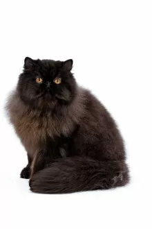 White Background Gallery: Cat - Black Persian