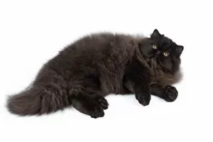 Black Cats Gallery: Cat - Black Persian - lying down
