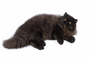 Images Dated 27th September 2009: Cat - Black Persian - lying down