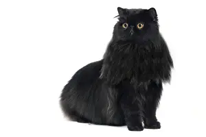 Black Cats Prints: Cat - Black Persian in studio