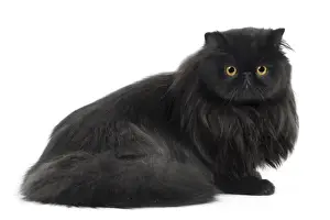 Cat - Black Persian in studio