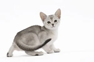 Abyssinians Gallery: Cat  Black & Silver Abyssinian kitten    Cat  Black & Silver Abyssinian kitten