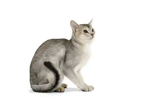 Cat - black & silver Abyssinian in studio