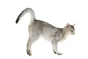 Cat - black & silver Abyssinian in studio