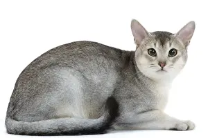 Cat - black & silver Abyssinian in studio
