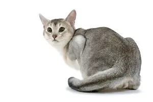 Cat - black & silver Abyssinian in studio