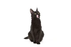 Images Dated 17th April 2010: Cat - Black Turkish Angora in studio licking lips