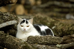 Images Dated 13th May 2007: Cat - black & white
