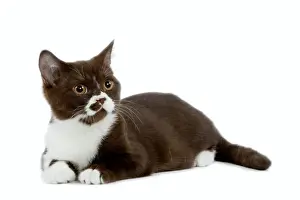 Cat - Black and white British shorthair kitten in studio