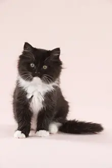 CAT - Black and White Cat