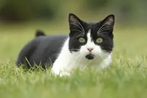 Cat - Black & White Cat