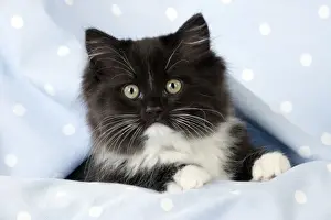 CAT - Black and White Cat