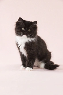 CAT - Black and White Cat