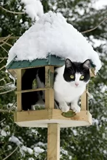 Bird Table Collection: Cat - black & white cat on a bird feeding table in snow