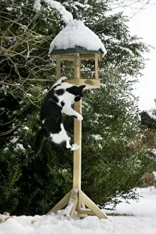 Cat - black & white cat climbing up a bird feeding table in snow