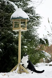 Cat - black & white cat climbing up a bird feeding table in snow