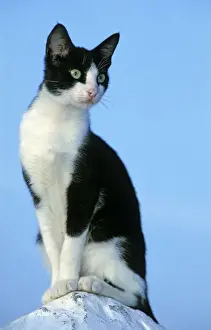 Balance Prints: Cat - Black & White Cat - Morocco