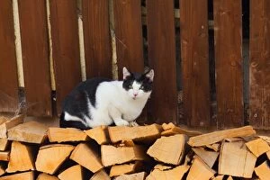 Cat black and white coloured farm cat sitting on a wood pile