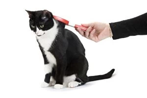 Cat - Black & White domestic Cat - being brushed