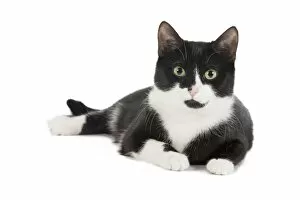Cat - Black & White domestic Cat - lying down