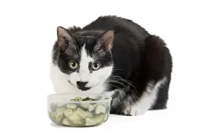 Cat - Black & White domestic Cat - lying down at bowl of vegetables