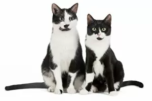 Images Dated 13th March 2010: Cat - Black & White domestic Cat - two sitting down together
