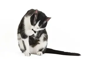 Cat - Black & White domestic Cat - sitting down licking paw