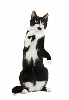Images Dated 13th March 2010: Cat - Black & White domestic Cat - standing up on hind legs