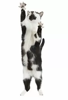 Images Dated 13th March 2010: Cat - Black & White domestic Cat - standing up on hind legs